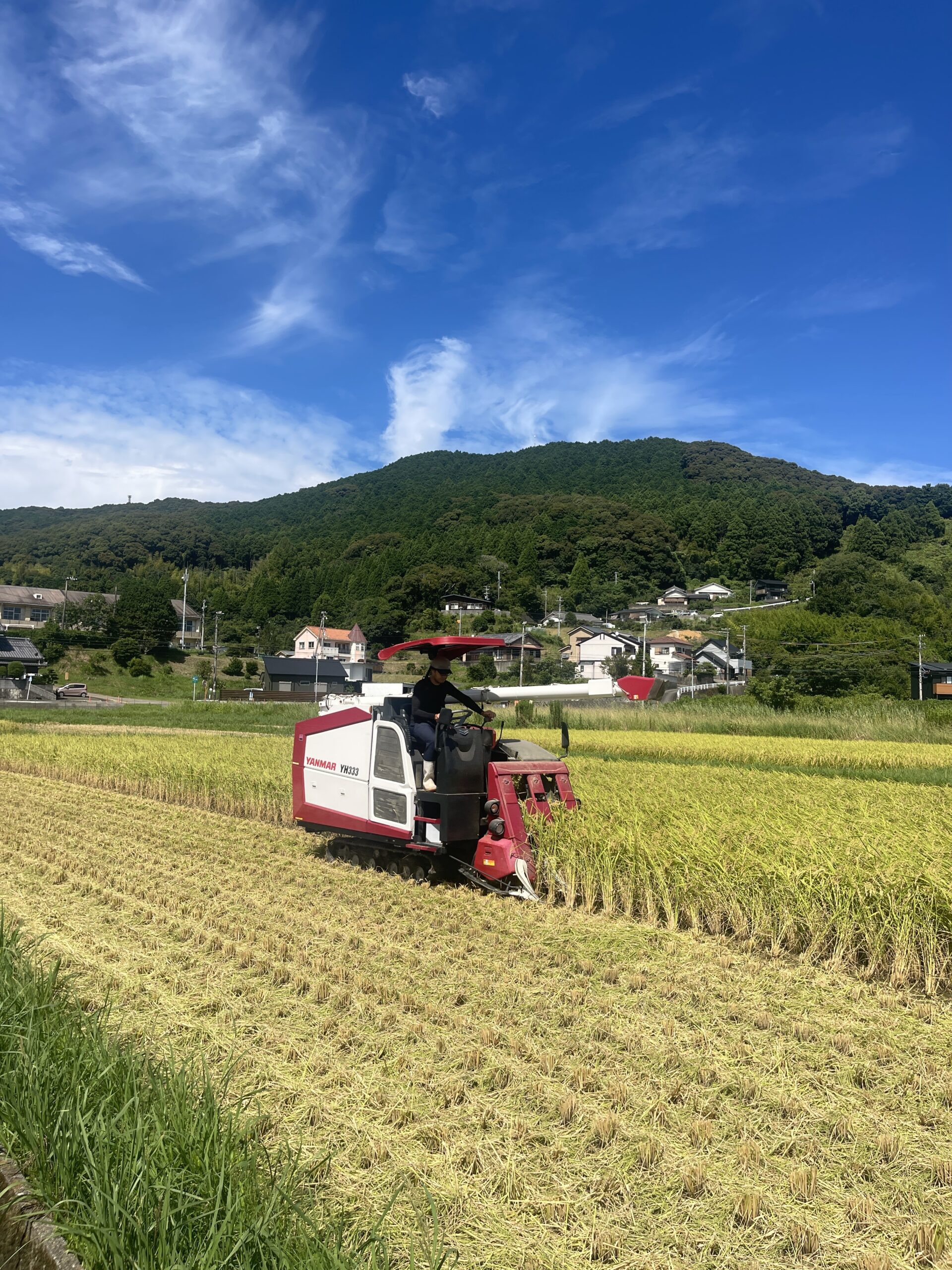 稲刈りの様子